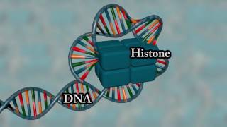 Chromosome structure  Medical animation [upl. by Danieu]