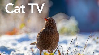 Videos for Cats To Watch  12 Hours of Birds and Squirrels HD [upl. by Aseeral681]