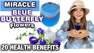 20 HEALTH BENEFITS of BLUE TERNATE PEA  BUTTERFLY PEA FlOWERS or CLITORIA TERNATEA  Lovekye 8 [upl. by Grochow]