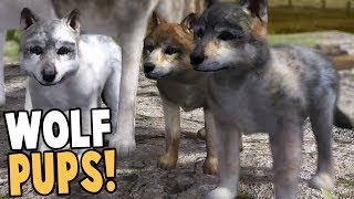 RAISING WOLF PUPS BEST WOLF SIMULATOR GAME EVER  Wolf Quest Gameplay [upl. by Brennen]