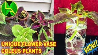 how to propagate coleus from cuttings  everyone can do it easily [upl. by Desdamonna913]