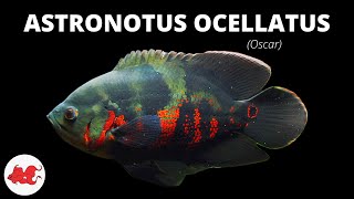 Oscar  Astronotus ocellatus ✔ [upl. by Yevette]