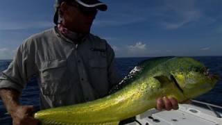 Offshore Fly Fishing for Mahi Mahi and Bonito Treasure Coast [upl. by Norty537]