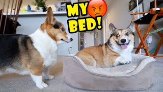 CORGIs Brother Stays Over  Doesnt Go Well  Life After College Ep 691 [upl. by Mikah555]