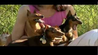 DOGS 101 Miniature Pinscher [upl. by Ikkin142]