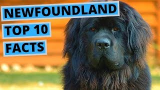 Newfoundland Dog  TOP 10 Interesting Facts [upl. by Adria]