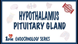 Hypothalamus amp Pituitary Gland [upl. by Zosi]