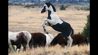 Wild Horses  Mustangs of Oregon [upl. by Rog]