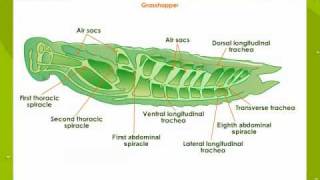 Respiratory System In Insects [upl. by Dahaf]