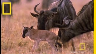 Wildebeest Migration  National Geographic [upl. by Cohbert]