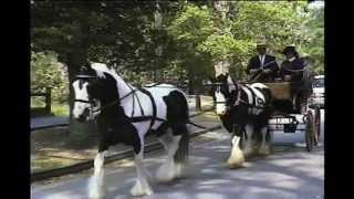 Introduction to the Sport of Carriage Driving [upl. by Lhary]