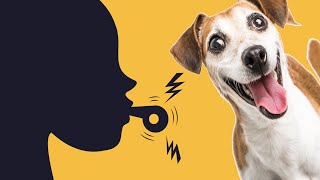 Whistle Sounds For Dogs  To Attract Dogs [upl. by Hgielac332]