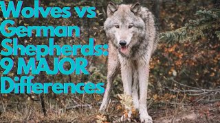 Wolves vs German Shepherds 9 Major Differences [upl. by Arytahs]