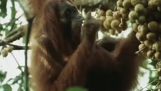 Orangutans Feeding in the Trees  Wild Indonesia  BBC Earth [upl. by Admama]