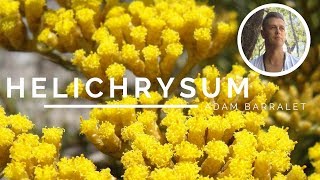 Helichrysum  The Oil of the Wounded Healer [upl. by Ylecara581]