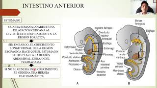 EMBRIOLOGÍA SISTEMA DIGESTIVO [upl. by Nefets]