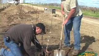 Backyard Orchard Demo  planting part two [upl. by Aip895]