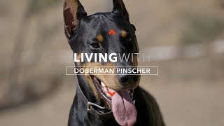 ALL ABOUT LIVING WITH DOBERMAN PINSCHERS [upl. by Anadroj]