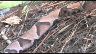 Southern Copperhead [upl. by Jesher]