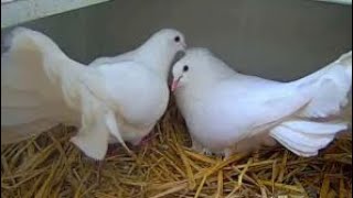 Fantail pigeon breeding  Tips  Methods  Easy method [upl. by Esinad]