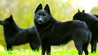 Schipperke  Ultimate Breed Facts You Need To Know [upl. by Kissner]