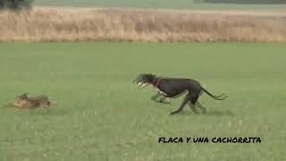 Galgos vs Liebres [upl. by Scrope319]