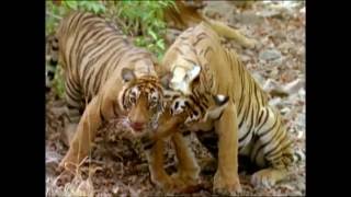 Baby Einstein  Wild Animal Safari Amazon Trailer [upl. by Olnton]