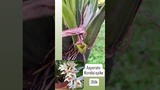 Coelogyne asperata [upl. by Finegan]