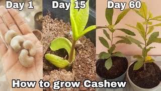 How to grow Cashew plant at home how to grow Cashew tree from seeds Kaju tree [upl. by Eatnoj]