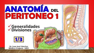 🥇 PERITONEO 13 Generalidades y Divisiones ¡Fácil de Entender [upl. by Sigsmond758]