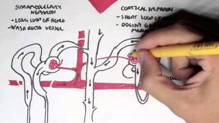 Nephrology  Kidney and Nephron Overview [upl. by Sahc]