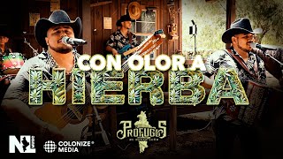 Prófugos de Nuevo León  Con Olor A Hierba En Vivo [upl. by Renferd]