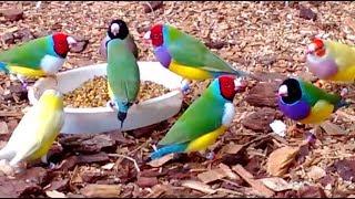 Stunning Lady Gouldian Finches feeding [upl. by Esinaj58]