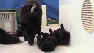 Sailing Schipperke puppies  from lumps to toddlers [upl. by Squires]