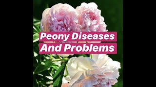 Peony Diseases and Problems fungus peonywilt botrytis [upl. by Adon]