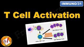 T cell Activation and differentiation FLImmuno31 [upl. by Schwejda]