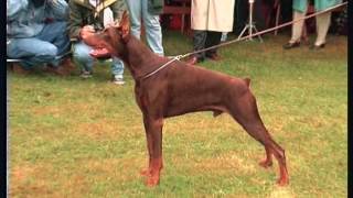 The Doberman  Pet Dog Documentary [upl. by Thain826]