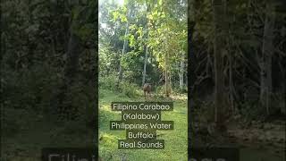 Philippine Carabao Water Buffalo Sounds Real Carabao Mooing [upl. by Anilac]