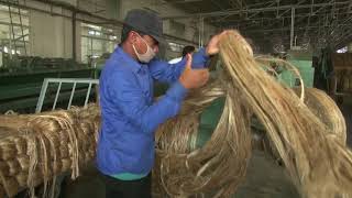 HOW MAKE TO FIBER OF JUTEJute is also called the golden fiber for its color and high cash value [upl. by Efren678]