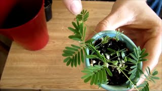 How To Grow Sensitive Plants from Seed [upl. by Eedrahs]