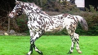 10 Caballos Increíbles que No Creerás que Realmente Existen [upl. by Adnoel717]