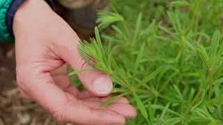 Cleavers Plant Identification – Herbal Walk Series [upl. by Adelbert215]