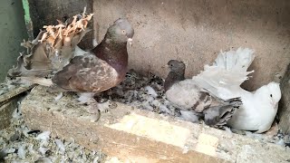 Unique Color Fantails From Cross Breeding  Fantail Pigeons Breeding [upl. by Ttam]