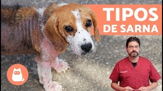 Tipos de SARNA EN PERROS [upl. by Nivle]