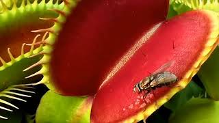 Venus Fly Trap  Facts about Venus Fly Traps [upl. by Anamor537]