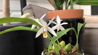 Coelogyne huettneriana bloom [upl. by Trinl198]