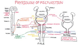 Physiology of Micturition [upl. by Ornas]