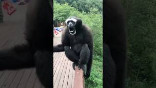 Interesting Sounds That a Gibbon Makes [upl. by Anniahs551]