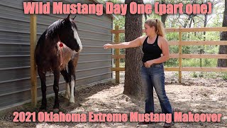 Wild Mustang Day One part one  2021 Oklahoma Extreme Mustang Makeover Ep 2 [upl. by Sherrer]