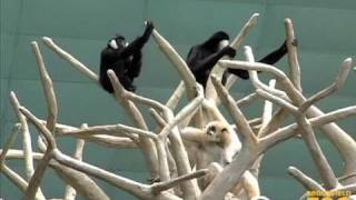 Duet of quotSingingquot Gibbons at Brookfield Zoo [upl. by Mcgruter]